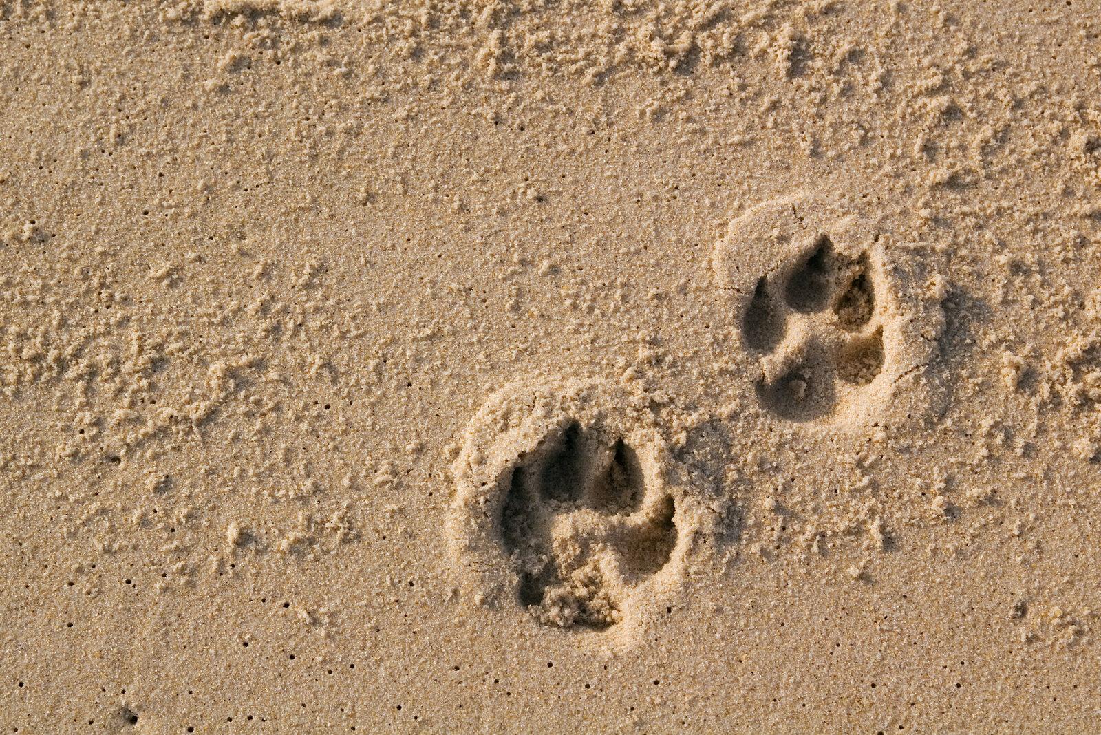 Pawford pet wellness brand project